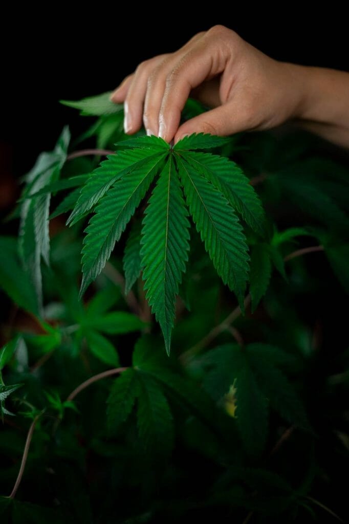 Buy edibles online from Grasslife